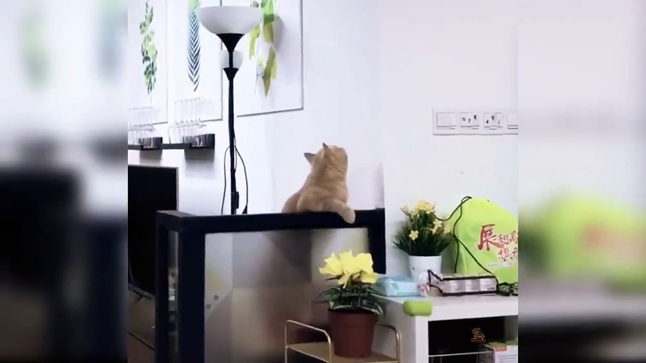 Baby Cats - Cute and Funny Cat Videos Compilation #19