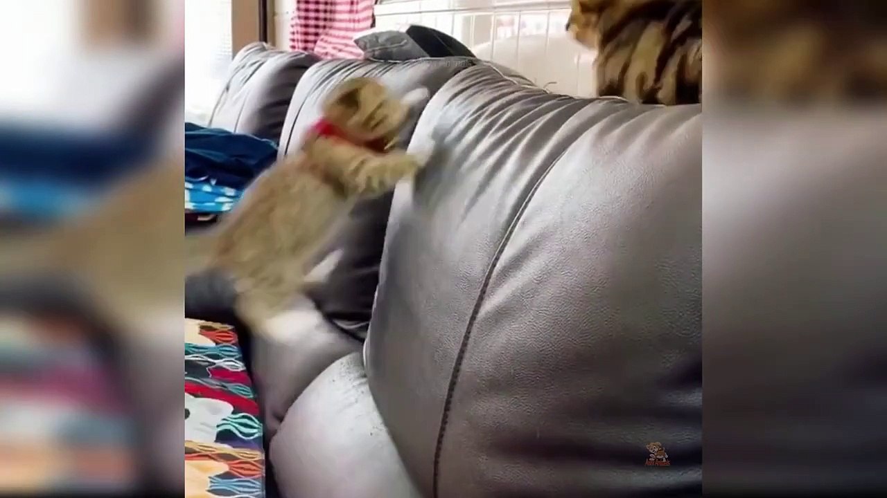 Baby Cats - Cute and Funny Cat Videos Compilation #21