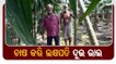 Odisha Farmers Scripts Success Story With Their Farming Skills