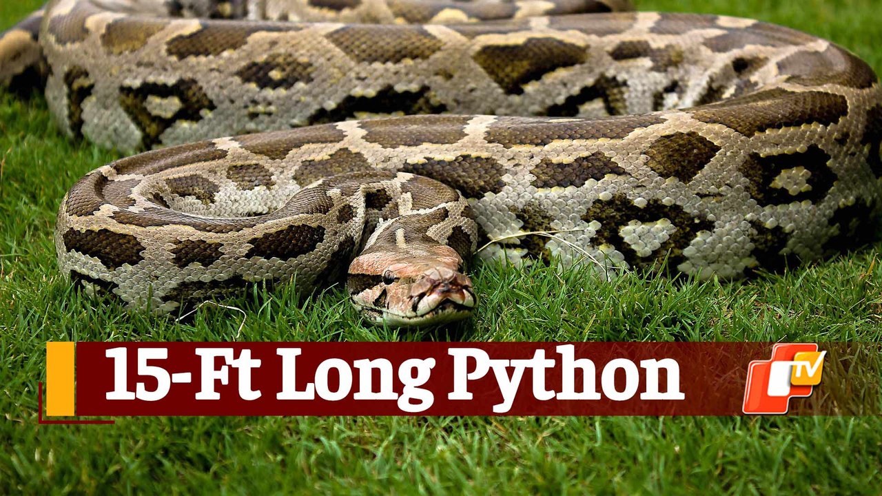 WATCH: 15-Ft Long Python Rescued In Odisha’s Khantapada - video Dailymotion
