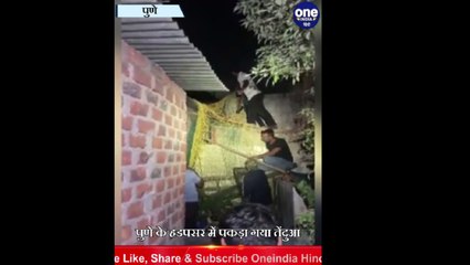 Pune: रिहायशी इलाके में तेंदुए का था आतंक, Forest Department ने ऐसे पकड़ा | #Shorts | वनइंडिया हिंदी