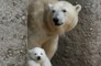 Polar bear undergoes root canal surgery