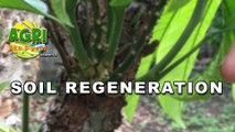 Soil Regeneration
