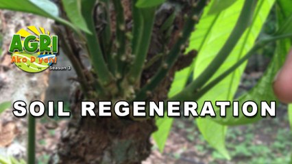 Soil Regeneration: Paano Maibabalik ang Kalusugan ng Lupa 🌱