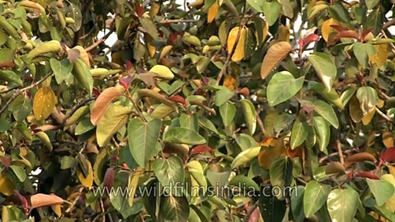 New leaves of an old Banyan tree
