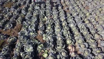 Erciş'te lahana üreticileri kuraklıktan etkilendi
