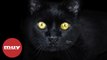 ¿De dónde vienen las supersticiones relacionadas con los gatos negros?