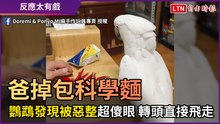 爸掉包科學麵！ 鸚鵡「發現被惡整」超傻眼 轉頭直接飛走