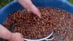 Producteurs de noisettes contre Ferrero : Nutella déclenche la colère des fermiers turcs