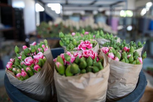 Türkiye'den 83 ülkeye 125 milyon dolarlık çiçek ihracatı