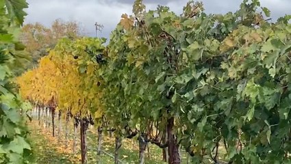 Wine makers say erosion control is important