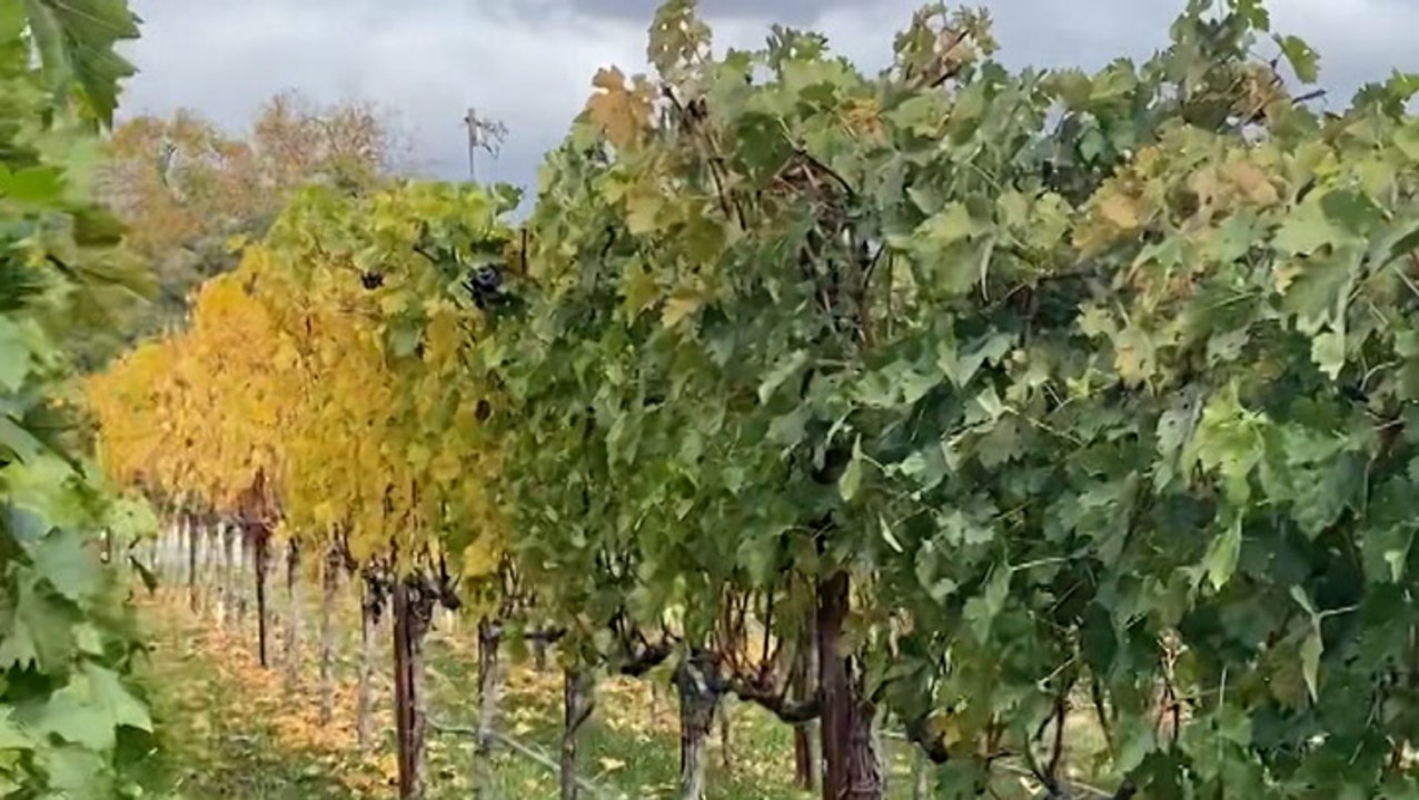 Wine makers say erosion control is important
