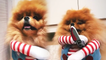 'Fluffy Pomeranian channels his dark side as he dresses up as 'Chucky' for Halloween'