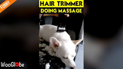 'Sweet dog feels sleepy while being treated with a grooming session'
