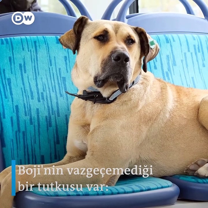 İstanbul'un gezgin köpeği Boji | Sabah 10'dan akşam 9'a kadar yollarda