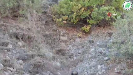 Yaralı vaşak tedavi edilerek doğaya bırakıldı