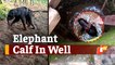 Rescued Elephant Calf Not Accepted By Herd; Sent To Zoo In Odisha