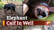 Rescued Elephant Calf Not Accepted By Herd; Sent To Zoo In Odisha
