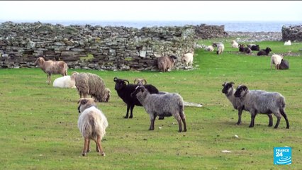 Climate change: Orkney's seaweed-eating sheep offer hopes of greener farming