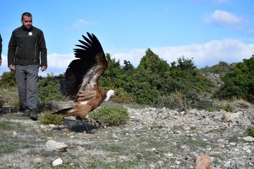 GÖÇ YOLUNDAKİ YORGUN KIZIL AKBABA BAKIMININ ARDINDAN DOĞAYA SALINDI