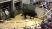 Champion heifer sells for £4,700 at Markethill Livestock Mart