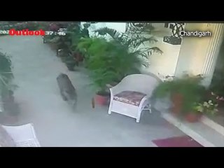 Leopard Spotted In Chandigarh’s Residential Area Amid Coronavirus Lockdown