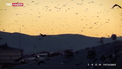 Aylar sonra geri döndüler: Ardahan'da yine karga istilası