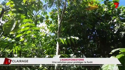 Eclairage | L'agroforesterie : une solution pour protéger la forêt