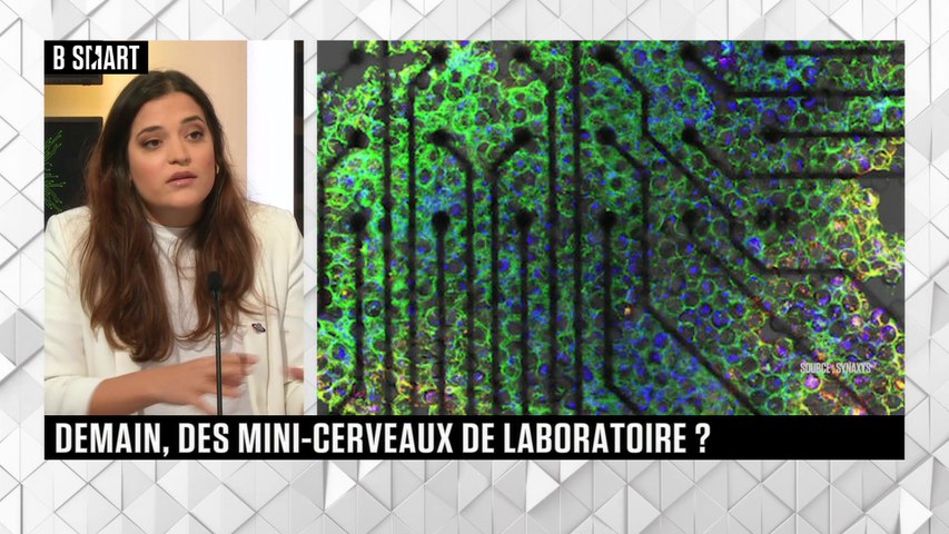 Demain, des mini-cerveaux de laboratoire ?