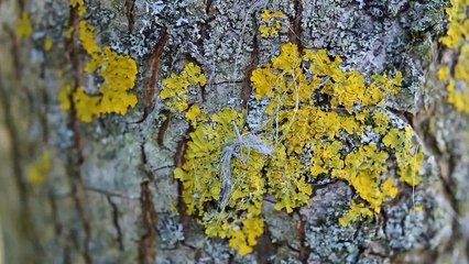 Reaction Video natural beautiful reaction video