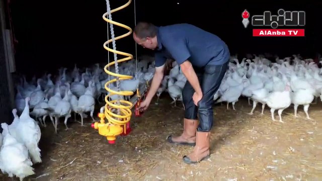 حبش عيد الميلاد يرزح تحت وطأة نقص اليد العاملة في بريطانيا