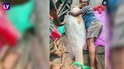 Sunderbans এর মৎস্যজীবীদের জালে দৈত্যাকার তেলিয়া ভোলা, দেখুন