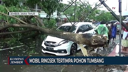 Bruak! Mobil Ringsek Tertimpa Pohon Tumbang, Pengemudi Selamat