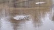 'Whirlpools' form in floodwaters over storm drains