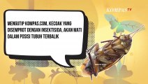 Kok Bisa? Kecoak Selalu Mati dalam Posisi Terbalik