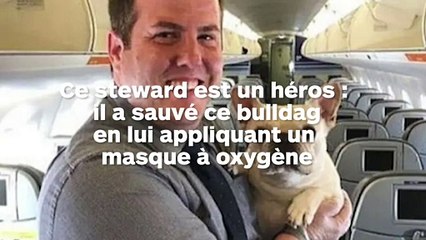 Un bulldog français sauvé en avion grâce au masque à oxygène