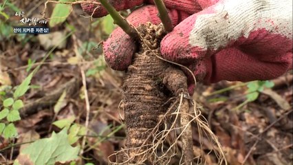 코를 흔드는 향! 몽환적인 향을 품은 10년 된 '대왕 더덕' 발견!!