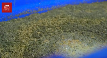 Maukah Anda makan ulat, belalang dan kecoa demi lingkungan_ -