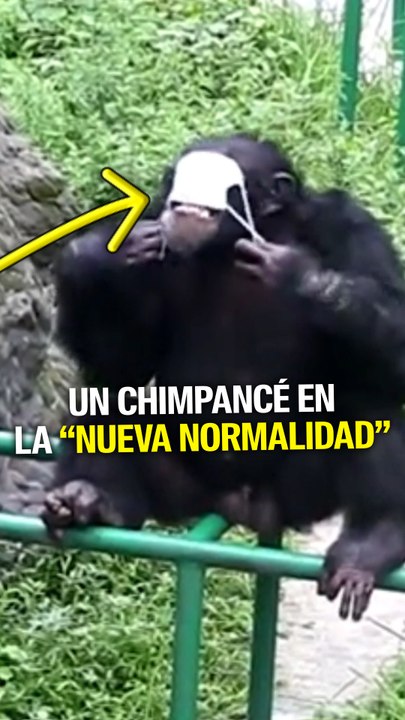 De tanto mirar a su cuidador, este chimpancé ahora actúa como un humano