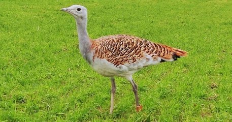 Cotentin : un père et sa fille tombent nez à nez avec un oiseau qui n'existe plus en France
