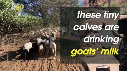 Baby Elephants Are Bottle Fed Goats’ Milk at This Innovative Animal Sanctuary