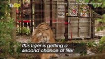 Rescued Abused Tiger From Ukraine Finally Finds New Home