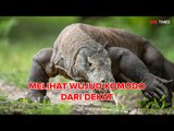 Melihat Wujud Komodo dari Dekat, Ternyata Menggemaskan!