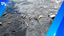 La mayoría de plástico en los océanos proviene de los ríos