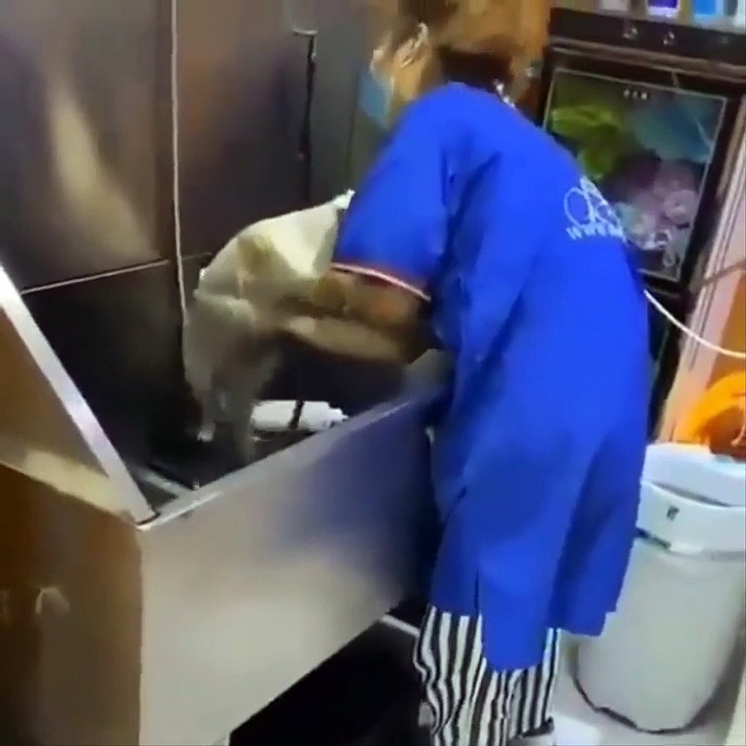 ⁣Baby Cats - Cute Cats - Adorable Cats - Funny Cats Compilations PART 12