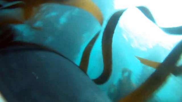 Tubarões confundem surfistas com suas presas animais