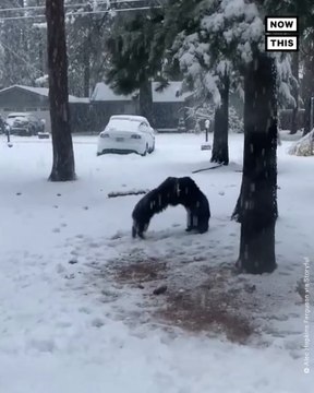 Bear Cubs Filmed Playing in South Lake Tahoe