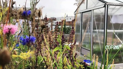 Telhado transformado em horta ajuda mais desfavorecidos