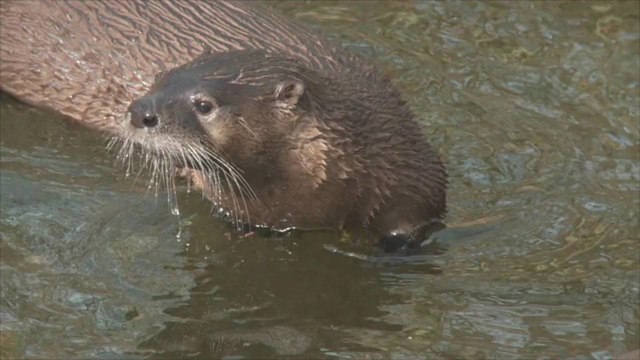 They're Back! River Otters Returning to Texas Waterways