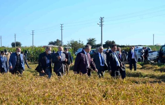 Bafra Ovası'nda Damla Sulama Sistemi ile Çeltik Yetiştiriciliğine Çeşit Performansları Hasat Günü